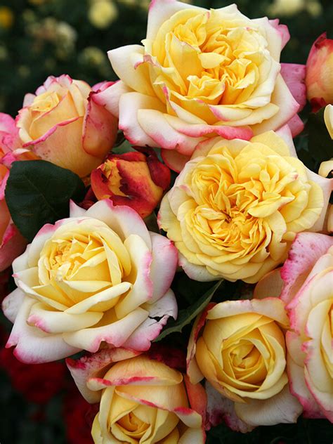 kordes rose|where to buy kordes roses.